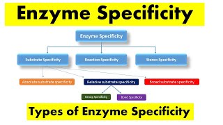 Enzyme Specificity amp Types of Enzyme Specificity [upl. by Alletse694]