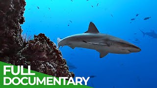 Underwater Volcanoes  Oases of the Sea  Free Documentary Nature [upl. by Drawyah]