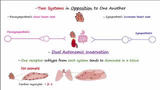 Autonomic Nervous System [upl. by Allenrac]