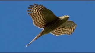 Sparrowhawk Bird Call Bird Song [upl. by Tomasina]