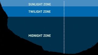 What Are The Sea Zones Explaining Deep Sea Exploration  Behind the News [upl. by Esinaj311]