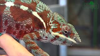 Furcifer pardalis Tamatave [upl. by Suiddaht]