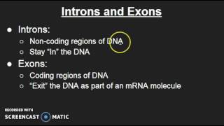 Introns and Exons [upl. by Nollek]