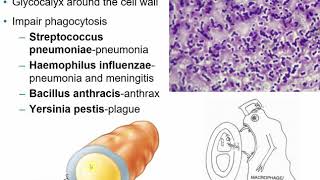 2117 Chapter 15  Microbial Mechanisms of Pathogenicity [upl. by Aihseken382]