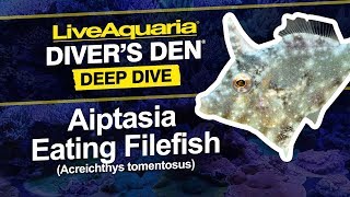 LiveAquaria® Diver’s Den® Deep Dive Aiptasia Eating Filefish Acreichthys tomentosus [upl. by Angelis]