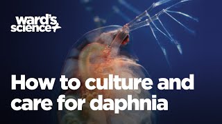 Caring and Culturing for Daphnia [upl. by Oirevas]