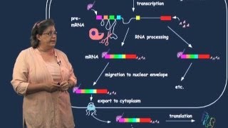 Exons and introns  Melissa Moore U MassHHMI [upl. by Alver147]