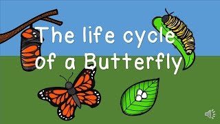 The Life Cycle of a Butterfly [upl. by Kristie]