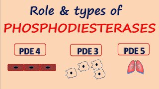 Phosphodiesterases  Role and Types  PDE5 PDE4 amp PDE3 [upl. by Claudia689]