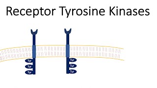 Receptor Tyrosine Kinases  RTK [upl. by Lebanna693]