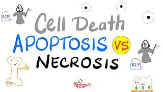 Apoptosis vs Necrosis  Cell Death  Pathology Series [upl. by Efrem663]