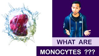 What are Monocytes   Clear Explain [upl. by Ronnholm]