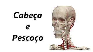 Anatomia das Artérias em 3D  Cabeça e Pescoço [upl. by Oramug]