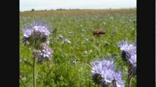 Pszczoły Facelia błękitna Bees Lacy phacelia [upl. by Englebert]