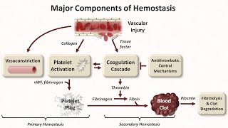 Hemostasis Lesson 1  An Introduction [upl. by Armillia]