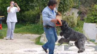 Nobel  quotThe Great Bouvier des Flandresquot [upl. by Ynes]