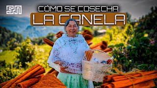 ¿Cómo se Cosecha la CANELA Zozocolco Veracruz  Documental [upl. by Yessydo]