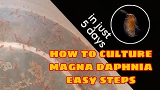 How to Culture Magna Daphnia Easily [upl. by Lerej]