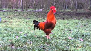 Chant du Coq Marans The Marans rooster song [upl. by Annawoj]