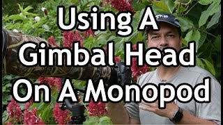 Using A Gimbal Head On A Monopod [upl. by Llecrad]