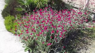 Drought tolerant Perennial Flower Lychnis coronaria [upl. by Edylc]