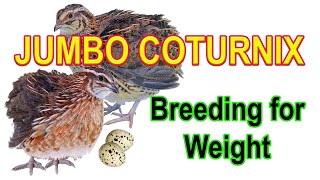 JUMBO COTURNIX  Selecting and Breeding for Weight [upl. by Kcirrag349]