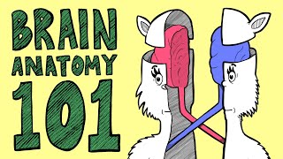 BRAIN ANATOMY BASICS In Rhyme [upl. by Jennica626]