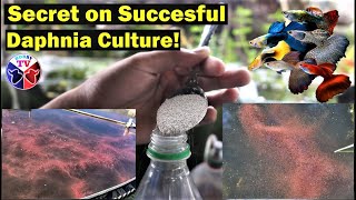 How to Culture Daphnia Successfully [upl. by Iadrahs]