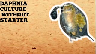 HOW TO CULTURE DAPHNIA NATURALLY WITHOUT A STARTER [upl. by Petey]