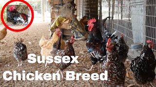 Chicken Breed Analysis Sussex [upl. by Bonney]