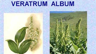 VERATRUM ALBUM  ΑΝΤΙΜΕΤΩΠΙΣΗ ΟΞΕΩΝ ΚΑΤΑΣΤΑΣΕΩΝ ΜΕ ΟΜΟΙΟΠΑΘΗΤΙΚΗ [upl. by Ihc]