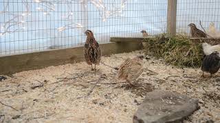 Coturnix Quail  Mating Calls amp Male Sounds [upl. by Legge]