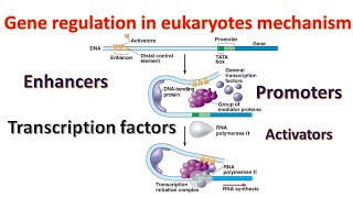 Gene regulation in Eukaryotes Promoters  Transcription factors  Enhancers Genetics for beginners [upl. by Reinhardt]