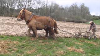 EQUITRACTION labour au brabant traction animale [upl. by Reivaxe]