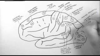 Brain Anatomy 2  Functional Cortical Anatomy Lateral Surface [upl. by Letnuahc]