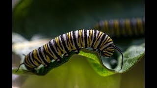 Milkweed amp the Monarch Butterfly Life Cycle [upl. by Attevad]