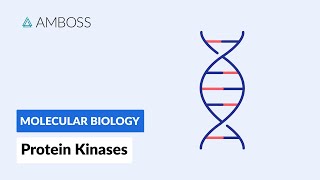 Protein Kinases Cell Signaling and Phosphorylation [upl. by Ethyl]