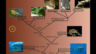 Vertebrate Diversity An Introduction [upl. by Nyvek18]