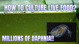 How to Culture Daphnia Secret Method to Breed MILLIONS  Simply Aquatic [upl. by Arvell81]