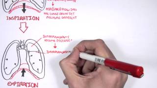 Mechanism of Breathing [upl. by Ahlgren]