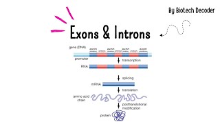 What are Exons amp Introns [upl. by Asuncion]