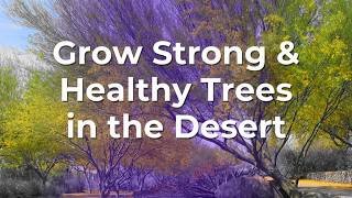 Grow Strong amp Healthy Trees in the Desert [upl. by Silohcin438]