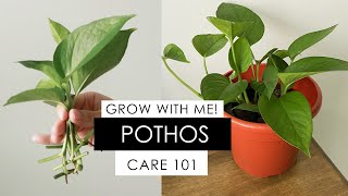 POTHOS PROPAGATION  DAY 1 to 48 INCLUDES HOW TO REVIVE A DYING POTHOS [upl. by Nhojleahcim]