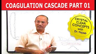 Coagulation Cascade  Part 112 [upl. by Damiani]