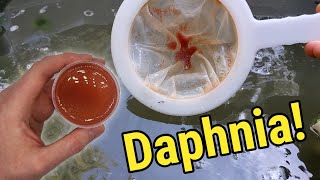 How I Culture Daphnia In Outdoor Tubs [upl. by Mills]