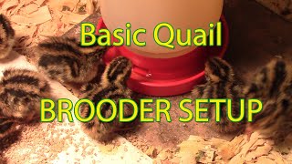 New hatch amp brooder set up for coturnix quail [upl. by Gloriana]