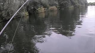 Perch fishing on the River Bure Wroxham [upl. by Enimrac540]