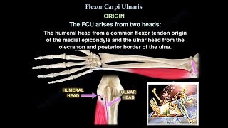 Flexor Carpi Ulnaris  Everything You Need To Know  Dr Nabil Ebraheim [upl. by Lagas635]