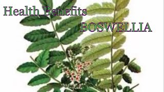 Health Benefits of Boswellia  What Is Boswellia Used For [upl. by Dyann890]