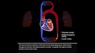 Pulmonary and Systemic Circulations [upl. by Adas]